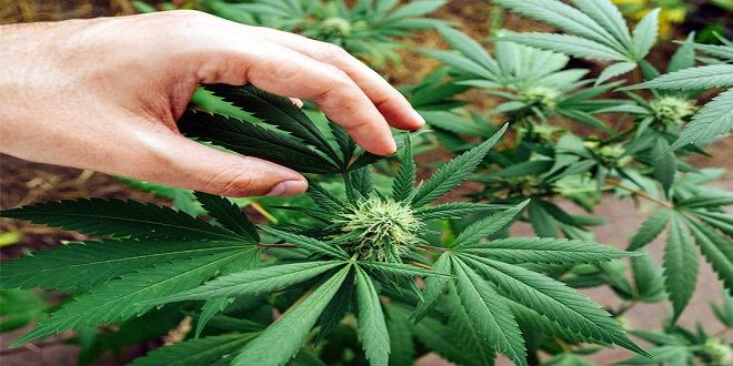 Are hemp derived cannabinoids such as CBD as great as CBD from cannabis